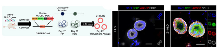 圖1 GULO表達陽性Z1-HLO肝臟類器官.jpg