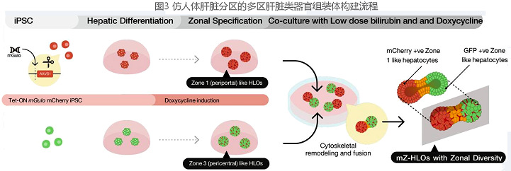圖3 仿人體肝臟細胞代分區(qū)的多區(qū)肝臟類器官組裝體構(gòu)建流程圖.jpg