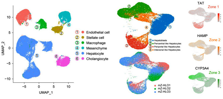 圖4 mZ-HLO類器官細胞基因表達空間異質(zhì)性snRNA-seq UMAP圖.jpg
