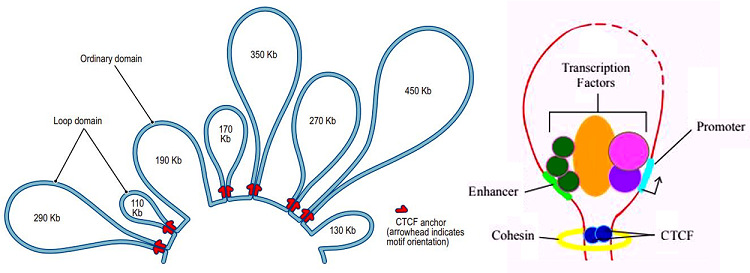 圖2 chromatin loop and TADs.jpg