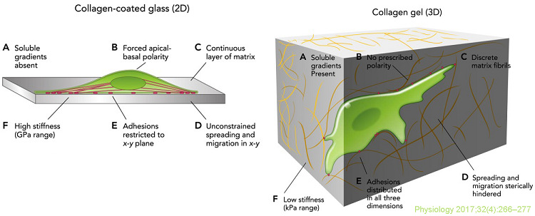 圖3 Modeling Physiological Events in 2D vs 3D Cell Culture.jpg