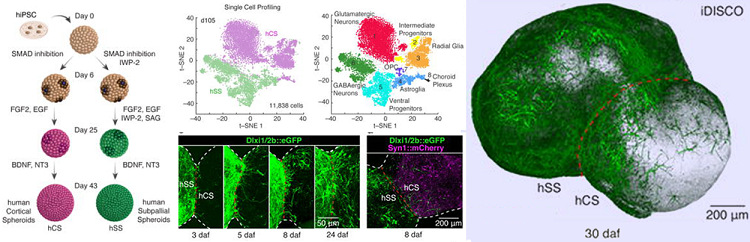 額葉腦皮質(zhì)類器官構(gòu)建原理.jpg 額葉腦皮質(zhì)類器官構(gòu)建原理.jpg